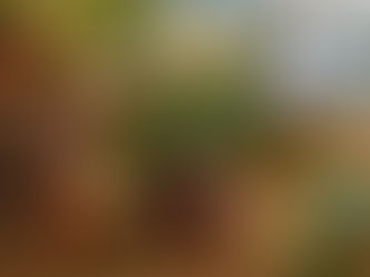 Tecnologia de Alimentos e Amazônia: a ciência que conecta tradição, floresta e futuro