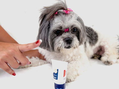 Clima quente exige cuidado redobrado com os pets