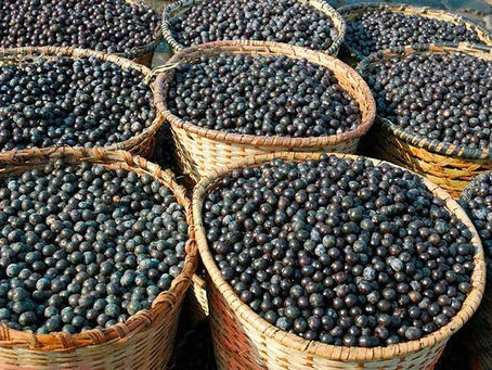 Açaí: conheça o ouro preto da Amazônia