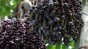 O queridinho açaí e suas deliciosas combinações
