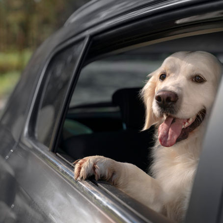 Viajar com animais requer cuidados especiais