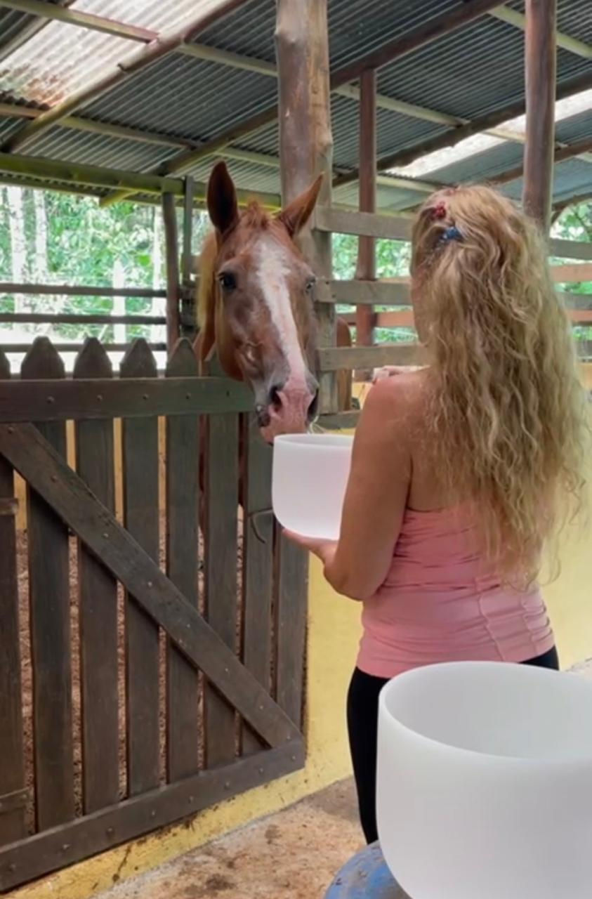 animal reiki