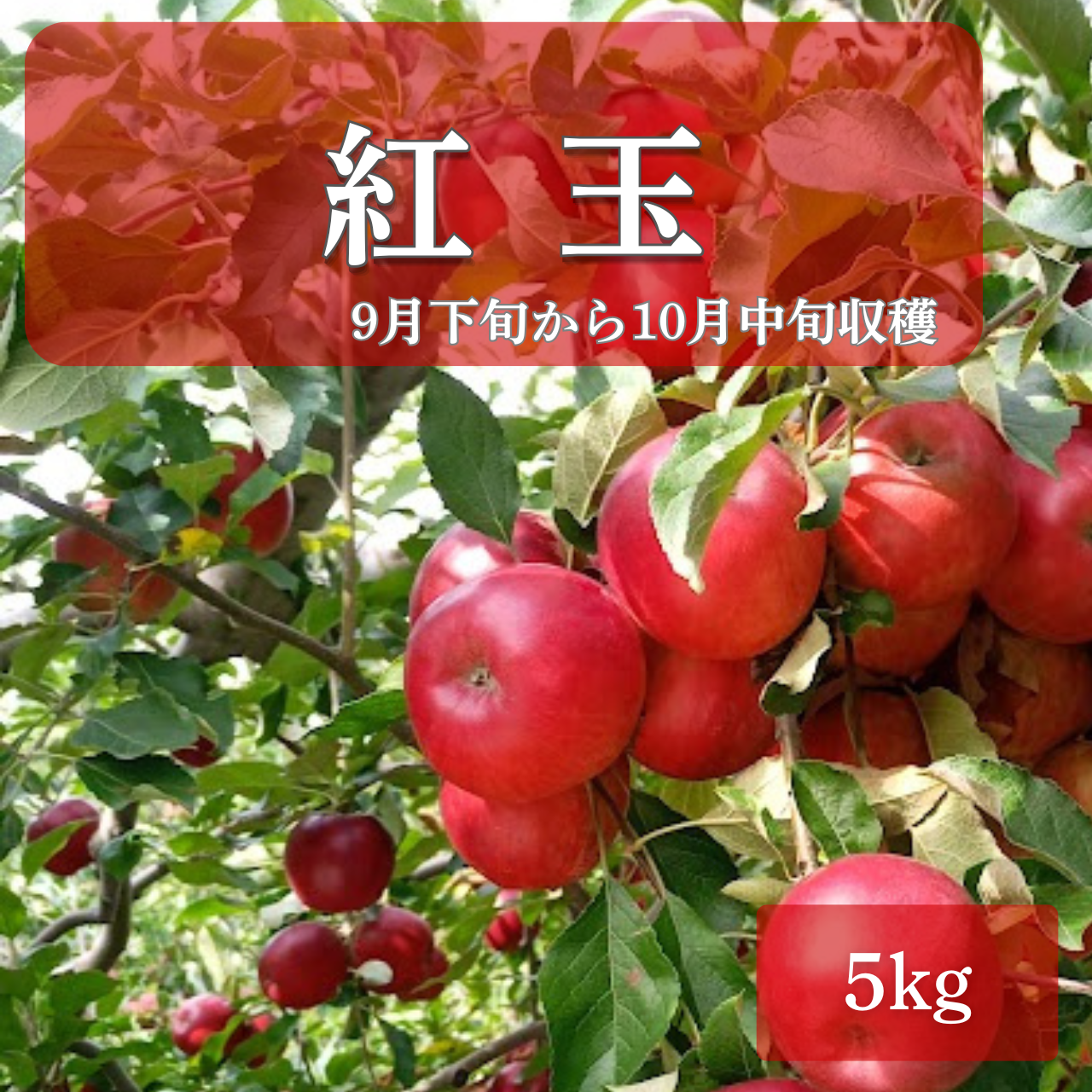 【予約商品】「紅玉」約5kg(約18~23個)【青森県産りんご:家庭用】🚚収穫次第発送