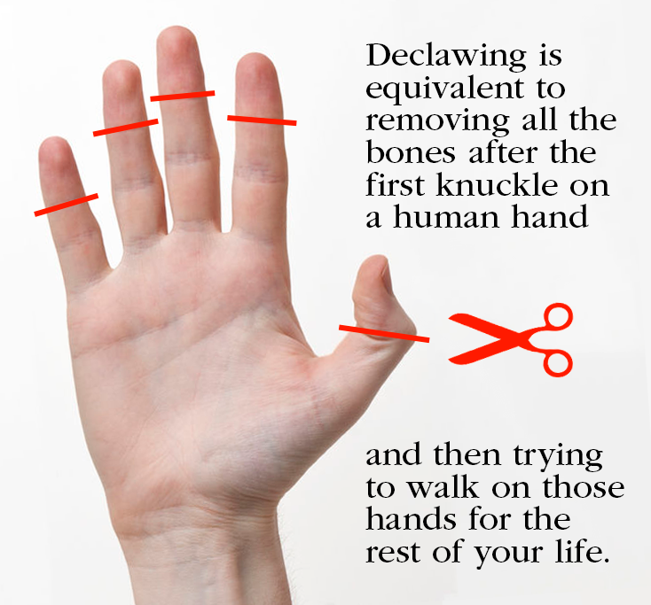Declawing-Graphic.png