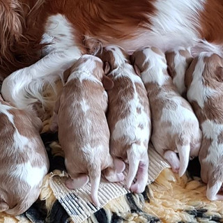 Litter of 6 puppies with their mother