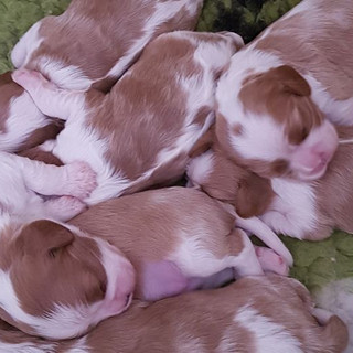 Young little of puppies
