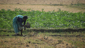 Extreme heat is threatening global food systems, according to FAO and WMO.