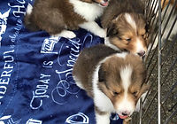 ~仔犬販売~