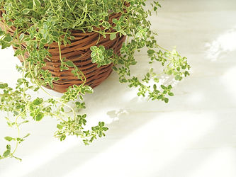 観葉植物