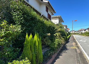生垣の剪定作業Before