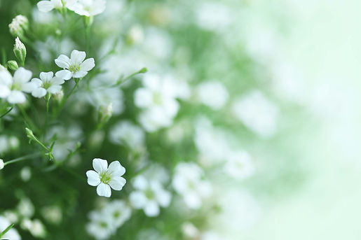 かすみ草