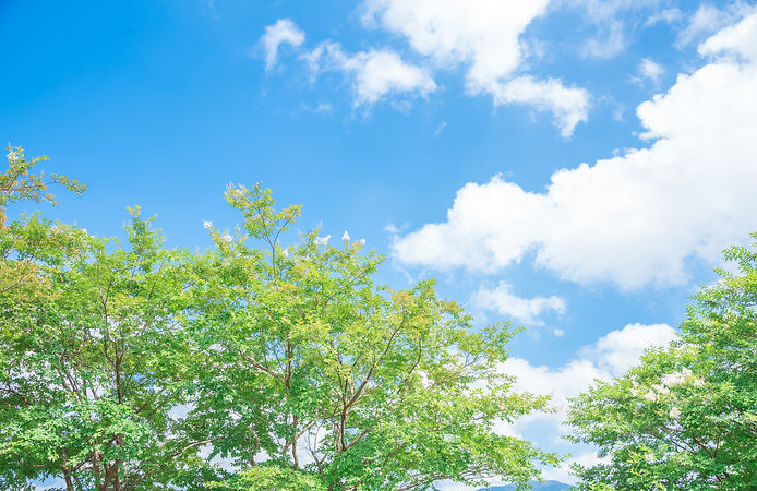 新緑と青空