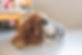 寄り添っている犬と猫