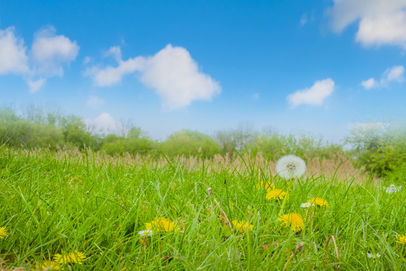 青空とたんぽぽ