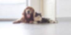 犬と猫