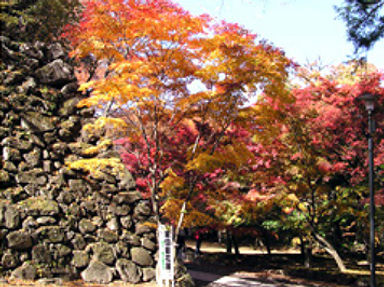 紅葉の小諸懐古園