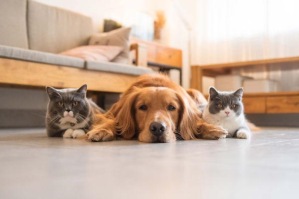 犬一匹と猫二匹