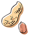 落花生イラスト
