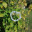 Miniature : Bracelet Calcédoine bleue chips