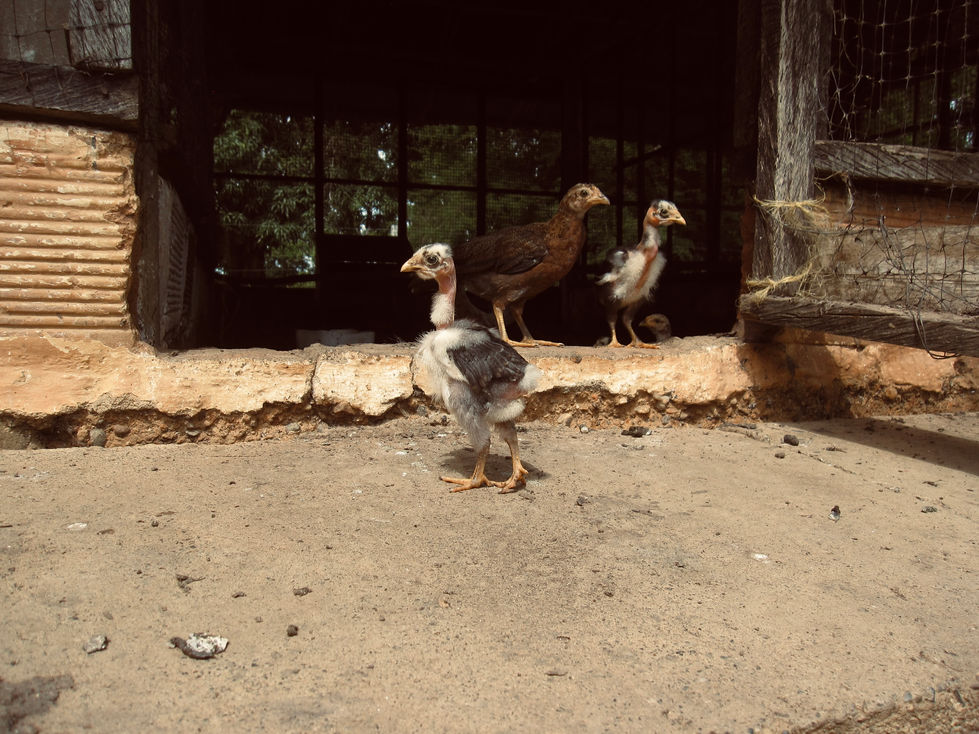 El Rancho