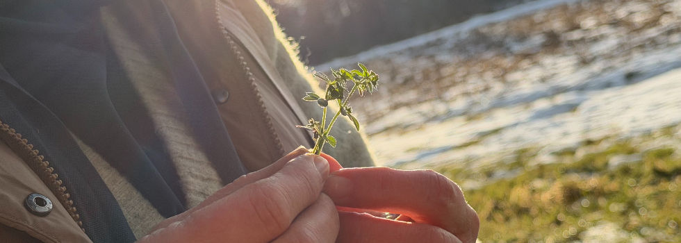 Traditionelle Europäische Medizin bei Spirit of Nature heißt persönlichkeitsbezogene und individuelle Anwendungen statt Standard Hausapotheke