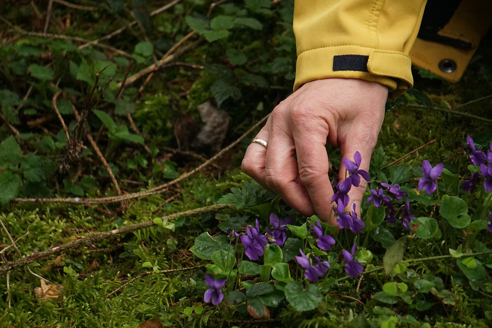 Kräuterwanderung mit Workshop