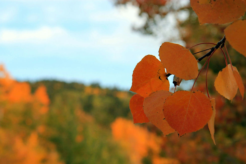 Close-up of orange autumn leaves against a blurred background of more fall foliage and a blue sky. The mood is tranquil and serene.