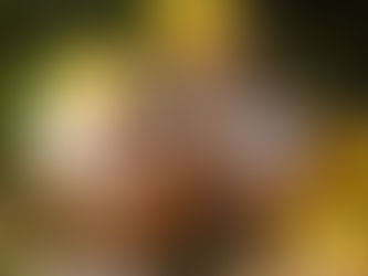 Gelée aux Fleurs de Pissenlits