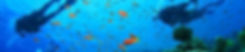 Taucher im Riff mit Fischschwarm