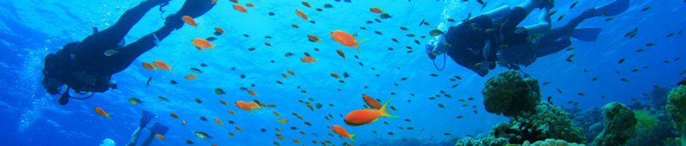 Taucher im Riff mit Fischschwarm