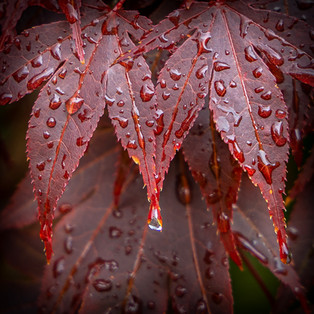 'Hanging Drop' by Colin Paul, Central Photographic Association