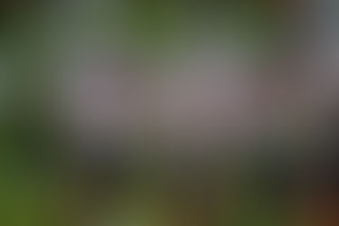 Seniors "turned this program around" for SHS football