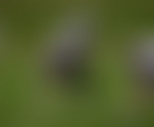 Salamanca’s Hedlund named Section 6 Class D Co-DPOY