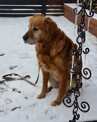 Holly Dakota - Laurie Ann's dog.PNG