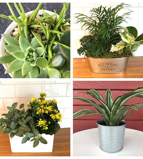 monthly plant subscription gift | sadie blossoms