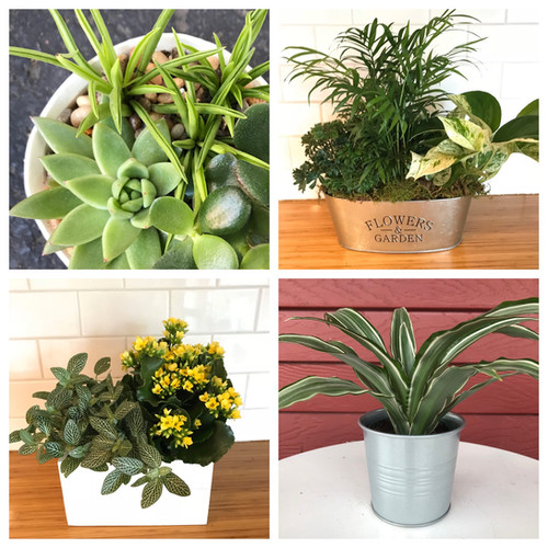 monthly plant subscription gift sadie blossoms