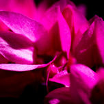 PNW_2761 (Wix Portfolio Gallery)