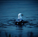 PNW_4011 (Wix Portfolio Gallery)