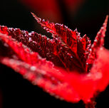 PNW_2320 (Wix Portfolio Gallery)