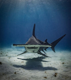 front on shot of a great hammerhead shark in Bimini in the Bahamas