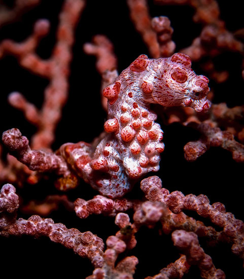 underwater photography pygmy seahorse in Komodo Indonesia scuba diving