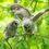 Thumbnail: Barred Owlets Greeting Card -- Wings up!