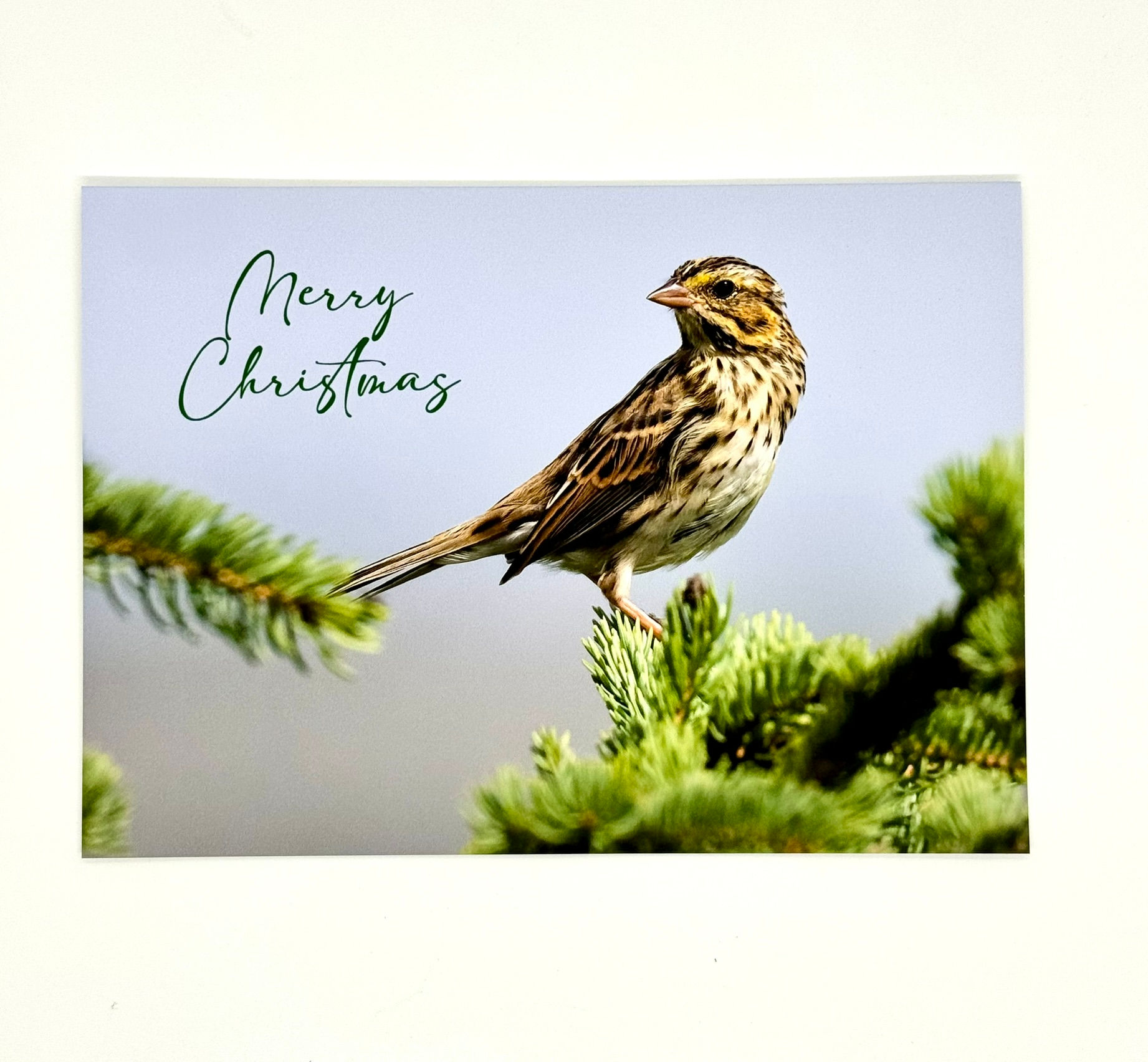 Savannah Sparrow Christmas Greeting Card