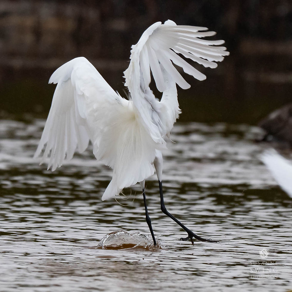 Great Egret, landing.