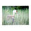 Thumbnail: Sandhill Crane among Grasses Greeting Card (wholesale)