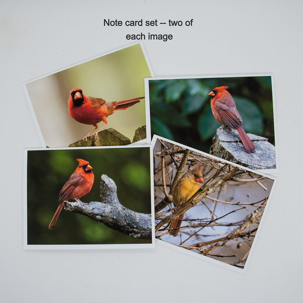 Thumbnail: Cardinal Gift Set: Greeting Card and Small 8-pack Note Cards