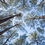 Thumbnail: Pine Trees | Skyward (Blank) Greeting Card