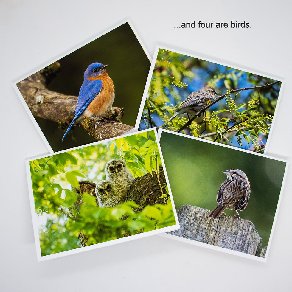 Thumbnail: Spring Collection Gift Set: Greeting Card and Small 8-pack Note Card Set