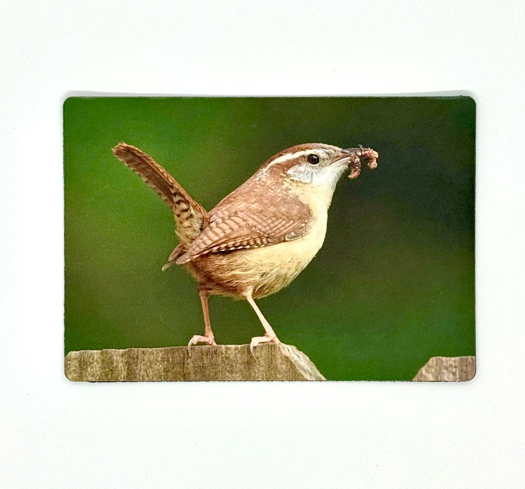 Magnet -- Carolina Wren
