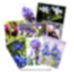 Thumbnail: Magnet -- Irises